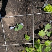 Forks around growing vegetables.