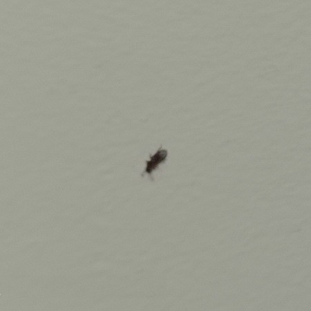 A small black bug on a white surface.