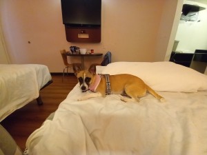 A small dog on a bed.
