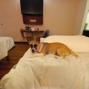 A small dog on a bed.