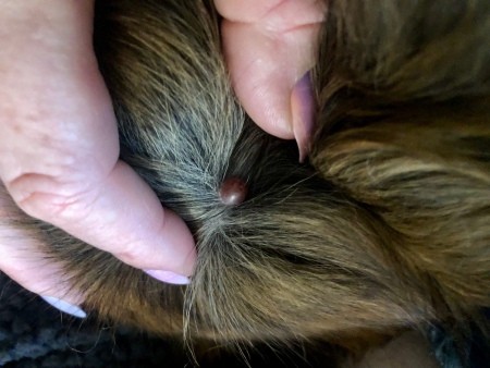A raised spot on a dog's skin.