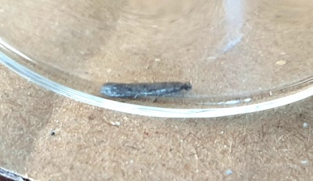 A dead insect in a glass dish.