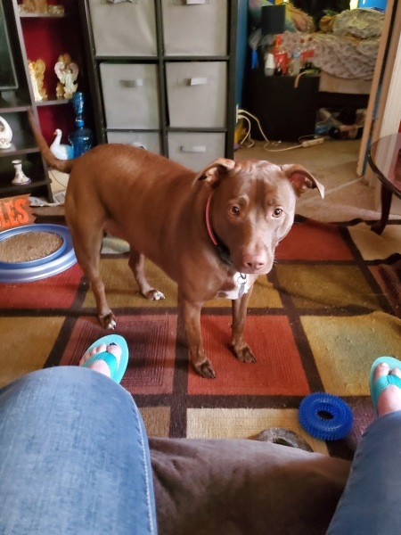 A dog looking at the camera.