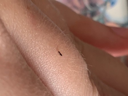 A small fly on someone's skin.