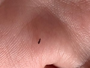 A small fly on someone's skin.