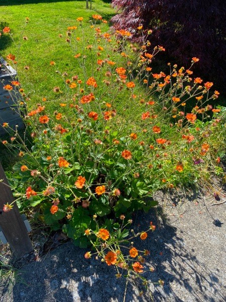 The geum in bloom.