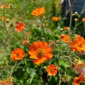 Close up of the geum blossoms