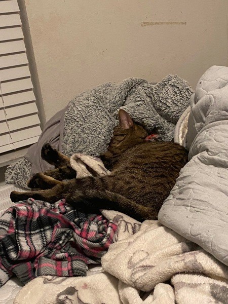 A grey tabby sleeping in blankets.