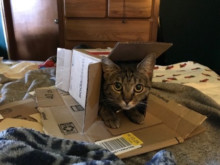 A grey tabby in a box.