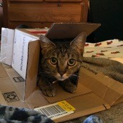 A grey tabby in a box.