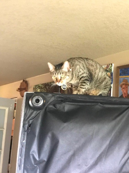 A cat on top of a upturned couch.