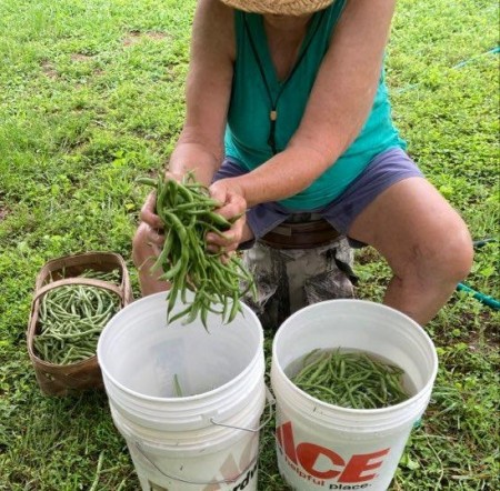 Rinsing vegetables in a bucket with holes on the bottom.