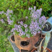 Thyme flowering in a strawberry pot.