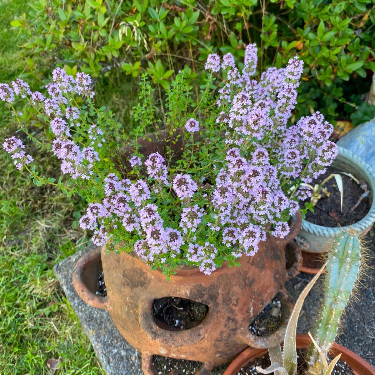 Flowering Thyme ThriftyFun