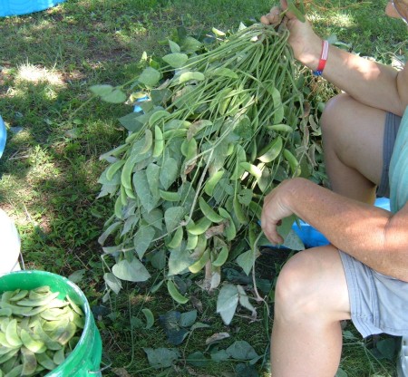 Picking butter beans off the vine.
