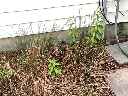 A mallard nest near the house.