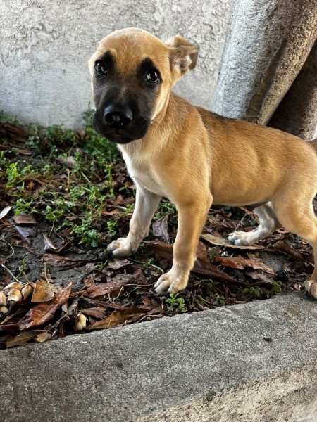 A dog looking up at the camera.