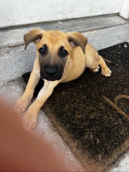 A dog looking up at the camera.
A dog looking up at the camera.
