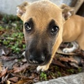 A dog looking up at the camera.