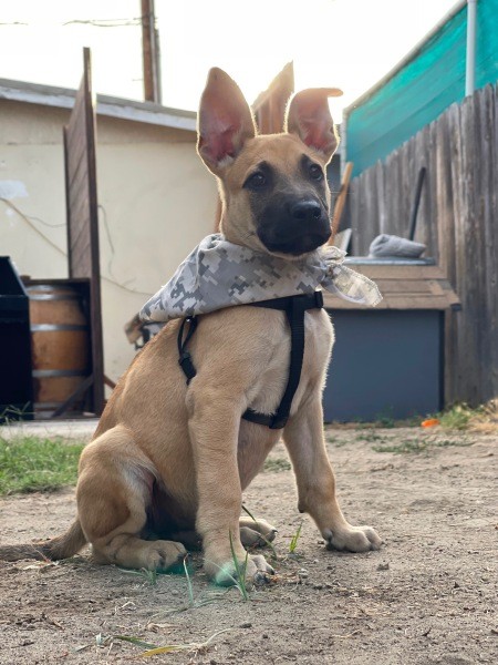 A small brown dog outside.