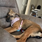 A brown dog on an armchair.