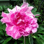 A pink peony in bloom.