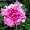 A pink peony in bloom.