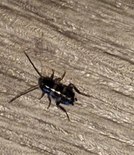 A black bug on a wooden surface.