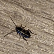 A black bug on a wooden surface.