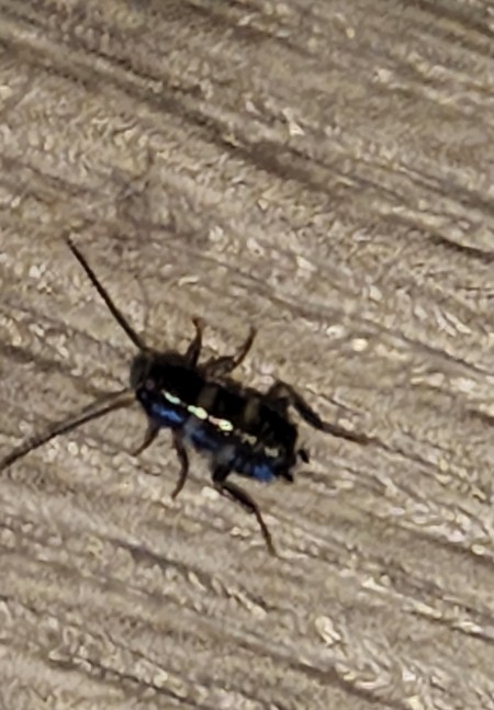 A black bug on a wooden surface.