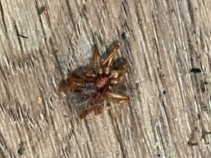 A brown spider on a wood floor.