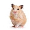 A hamster on a white background.