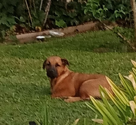 A dog sitting on the grass.