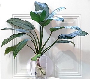 A Chinese Evergreen stem in a glass of water.