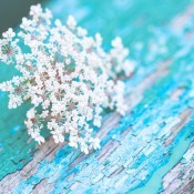 Queen Anne's Lace flower on a rustic wood beam with peeling turquoise paint