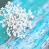 Queen Anne's Lace flower on a rustic wood beam with peeling turquoise paint