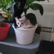A small cat inside a potted plant.