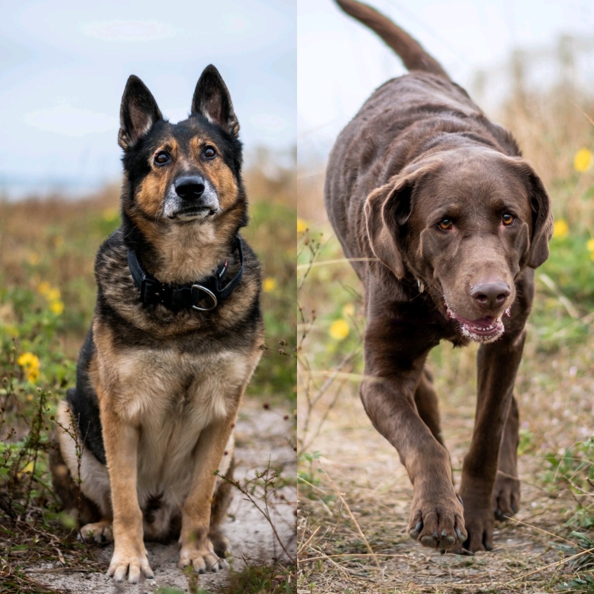 Name for a New Pet Non Profit ThriftyFun