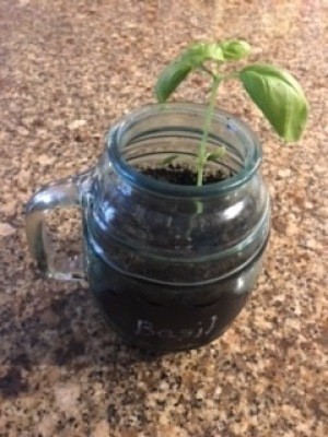 A basil plant growing in a canning jar.