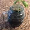 A basil plant growing in a canning jar.