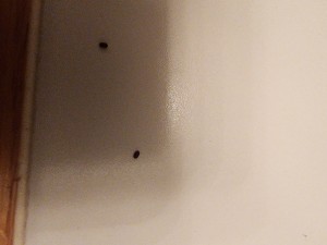 A tiny brown bug on a white surface.