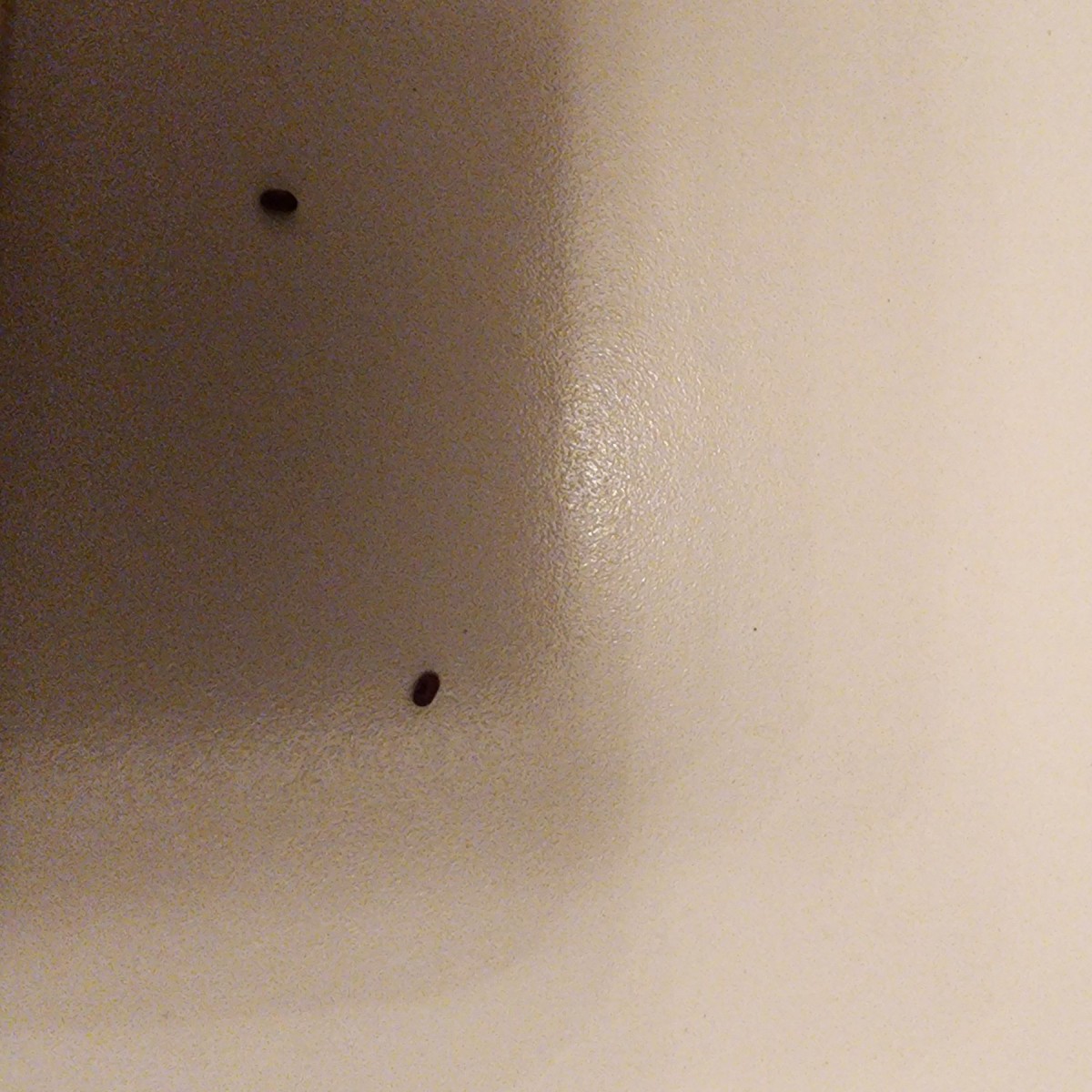What Is This Very Tiny Brown Bug Tx3 