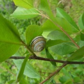 A snail on a branch.