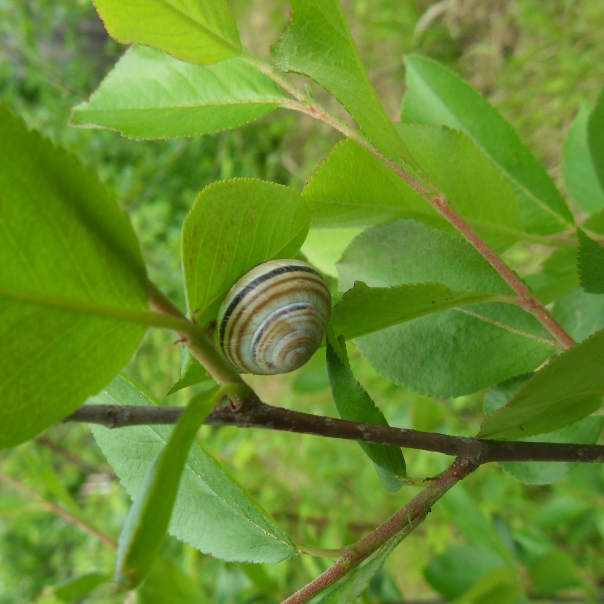 Natural Ways To Keep Snails Away From Your Garden ThriftyFun