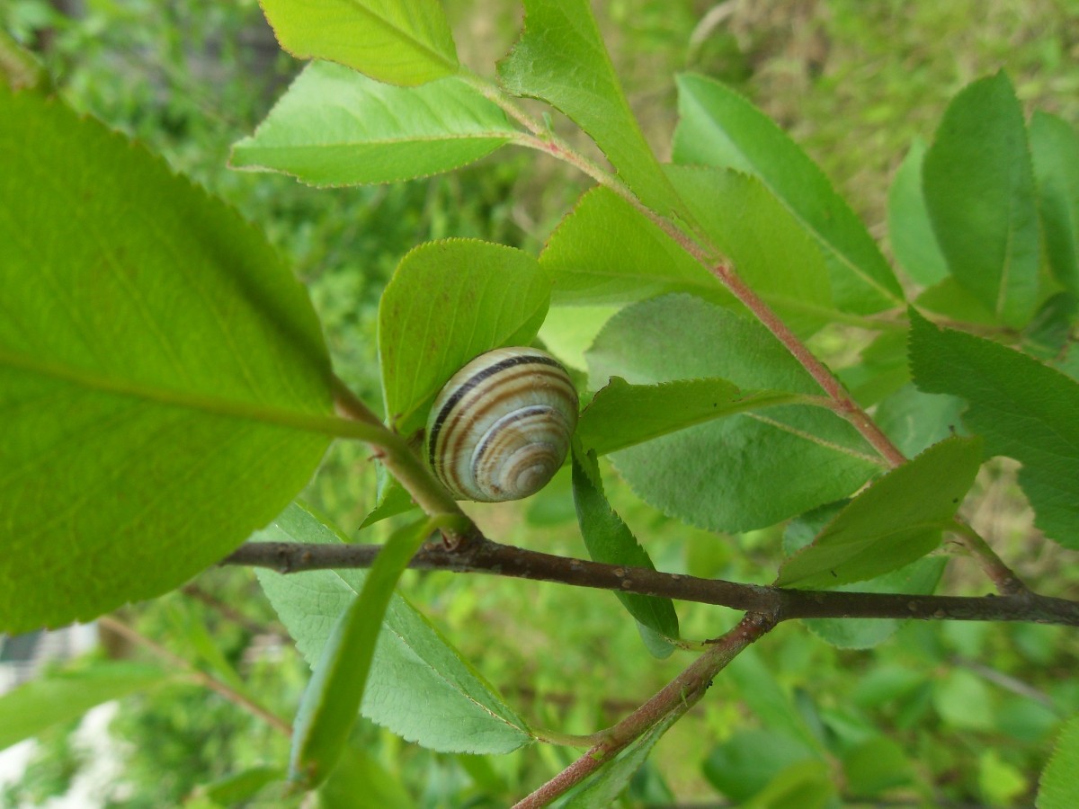 Natural Ways To Keep Snails Away From Your Garden ThriftyFun