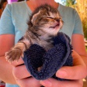 A tiny kitten wrapped in a towel.