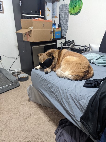 A dog sleeping on a bed.