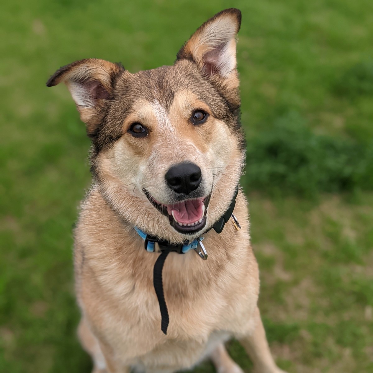 Flair (Great Pyrenees/Australian Cattle Dog) | ThriftyFun