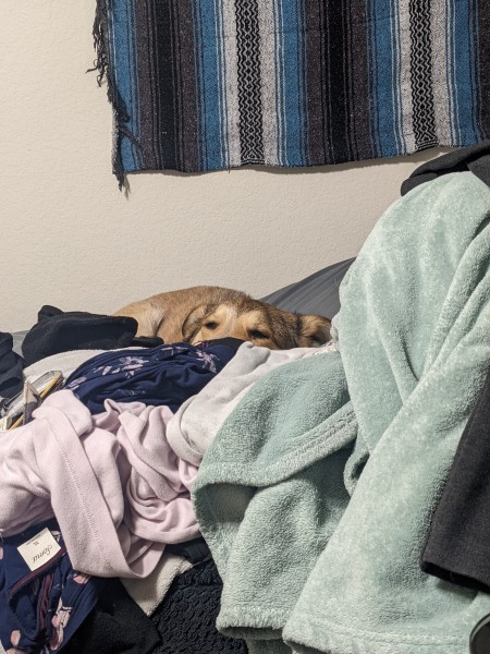 A dog looking up through clothing.
