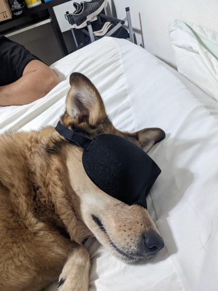 A dog sleeping with a mask on.